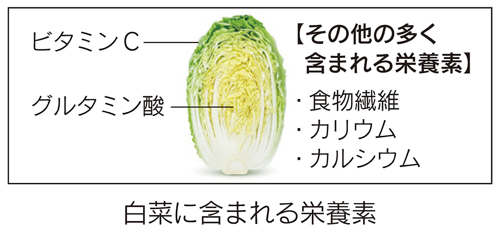 白菜に含まれる栄養素
ビタミンC
グルタミン酸
【その他の多く 含まれる栄養素】
・食物繊維
・カリウム
・カルシウム